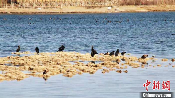 生态环境向好多种野生鸟类聚集中国“盐湖”城