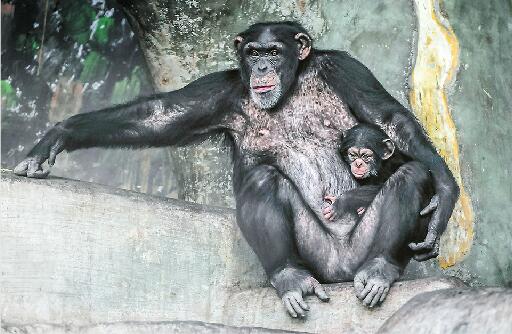 动物园黑猩猩家族喜添丁啦！60年来首次繁育成功