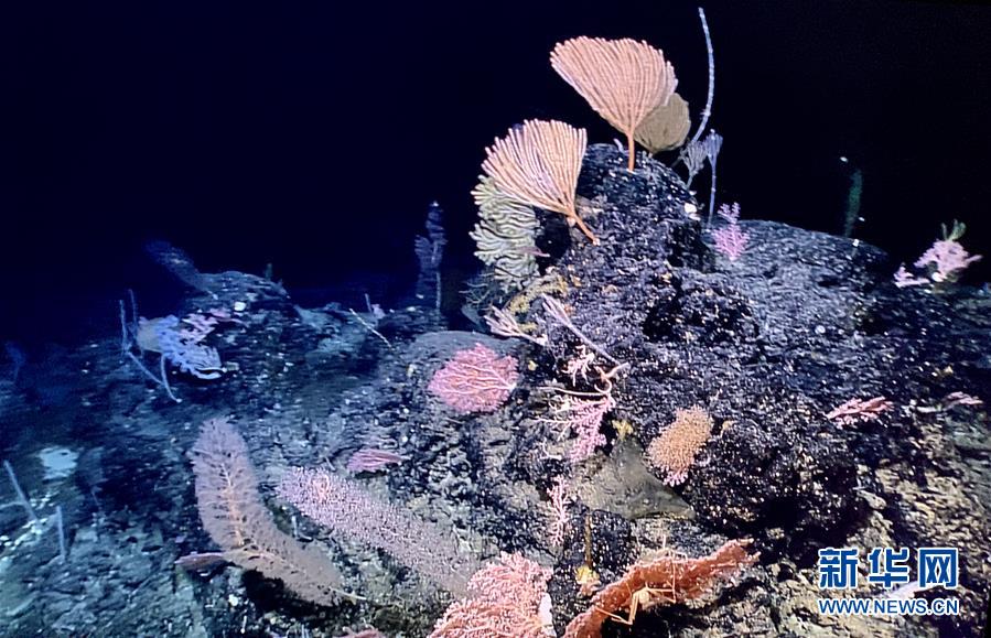 （图文互动）（1）“迷信”号在马里亚纳海沟发现多处罕有“海底花园”