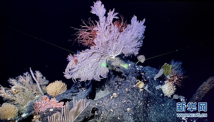 （图文互动）（2）“迷信”号在马里亚纳海沟发现多处罕有“海底花园”