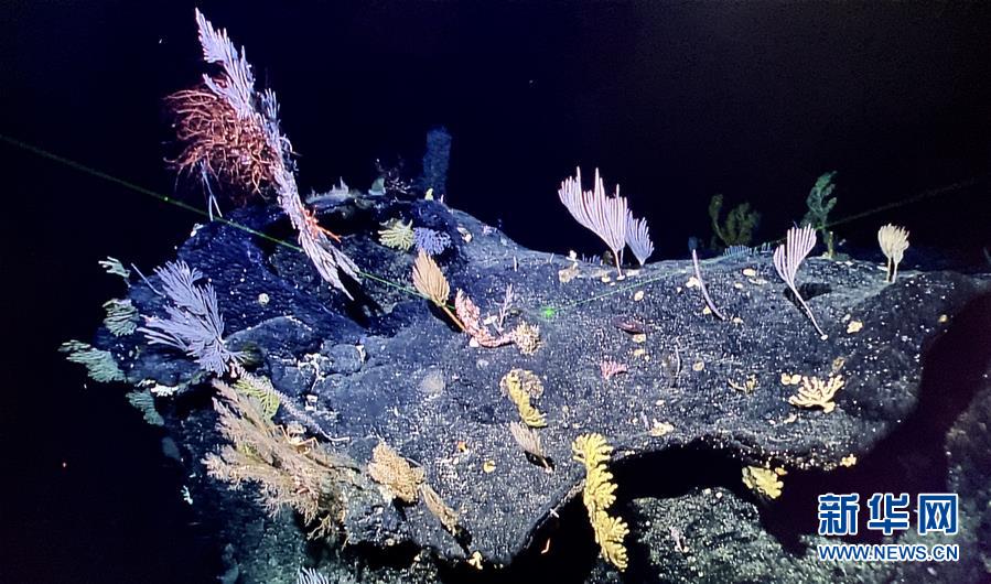 （图文互动）（3）“迷信”号在马里亚纳海沟发现多处罕有“海底花园”