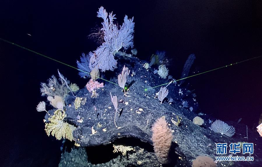 （图文互动）（4）“迷信”号在马里亚纳海沟发现多处罕有“海底花园”