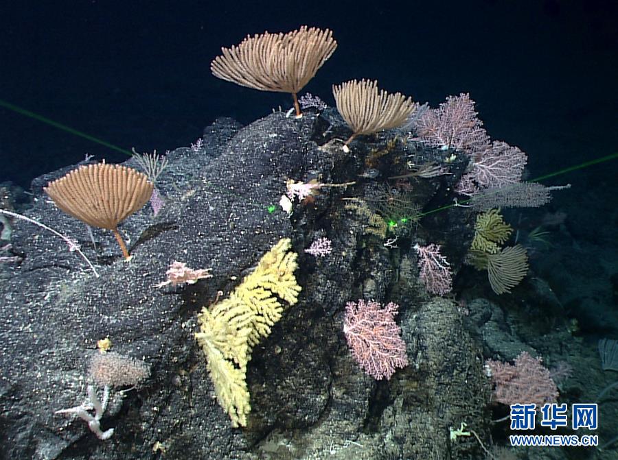 （图文互动）（5）“迷信”号在马里亚纳海沟发现多处罕有“海底花园”