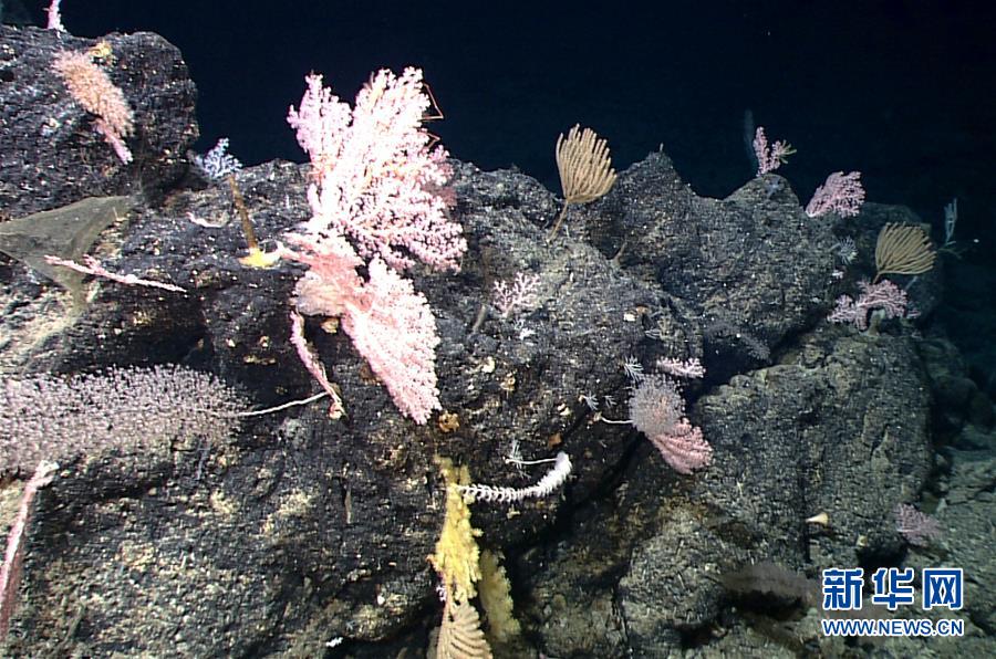 （图文互动）（6）“迷信”号在马里亚纳海沟发现多处罕有“海底花园”
