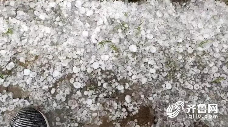 组图：玉米地惨遭“没顶” 日照潍坊多地蒙受冰雹侵略
