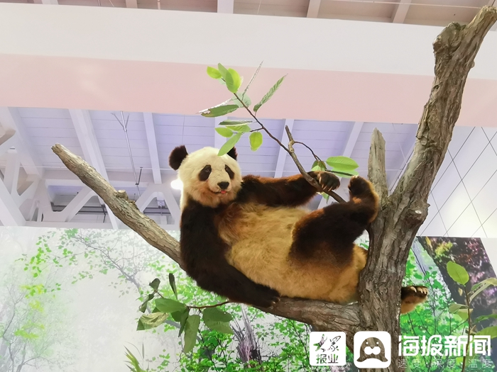 棕色大熊猫见过没？来展览会烟台展区，看11只萌萌哒“国宝”