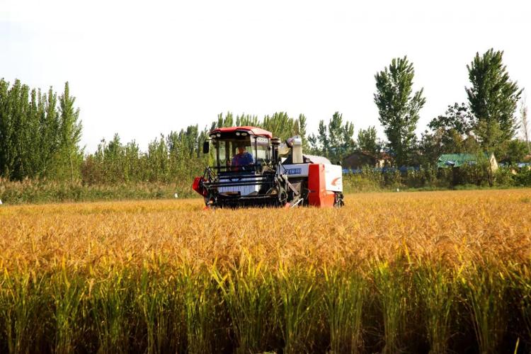 济南吴家堡水稻开始收割，金色野外稻谷飘香