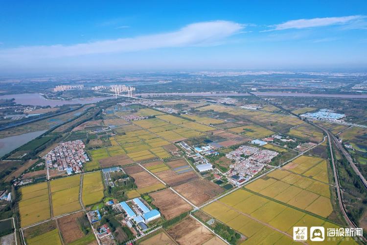 天晴收稻忙！济南吴家堡1000余亩黄河水稻进入周全收割期
