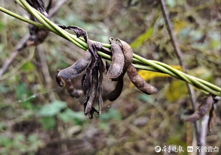 济南黄河滨发现良多家养大豆，家养资源引钻研专家收集