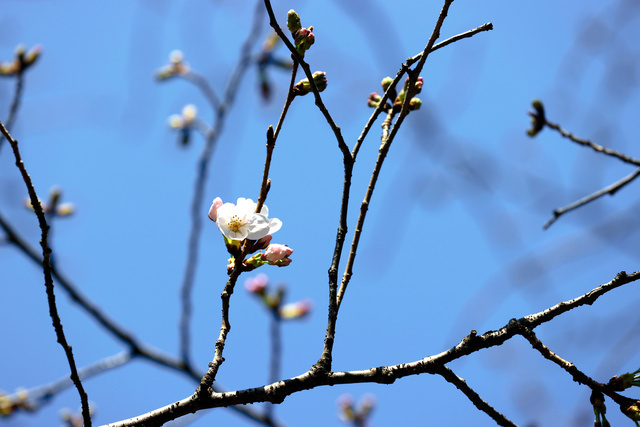 日本往年的樱花着花光阴与往年相同 东都门樱花估量3月22日凋谢
