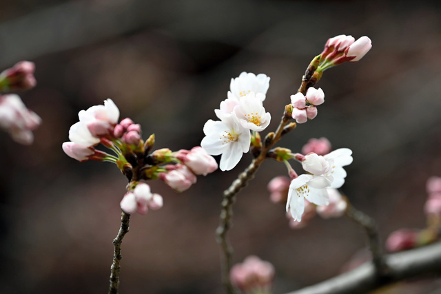 日本东都门以及福冈市的樱花进入盛开期 比往年早了4天